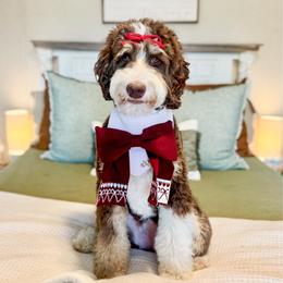 Emmy - Bernedoodle