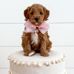 POSH SPICE - SPICE GIRLS LITTER - Red  female Goldendoodle puppy in Bell Buckle, Tennessee from Precious Puptown Doodles