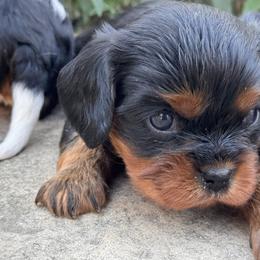 Romeo - Black and tan male Cavalier King Charles Spaniel puppy in California from Tinkerpups
