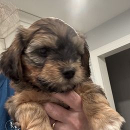 Boy 1 - Red brindle male Havanese puppy in Walpole, Massachusetts from Golden Glen Havanese