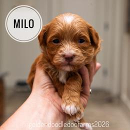 Milo - Apricot male Golden Aussiedoodle puppy in Hyrum, Utah from Goldendoodledoo Farms