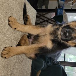 German Shepherd Puppies from Vom Legend Land