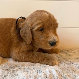 Black Collar Boy - Apricot male Goldendoodle puppy in San Augustine, Texas from Vintage Doodles