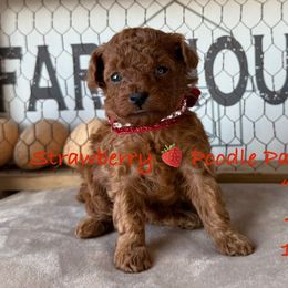 Cherry - Red  female Poodle puppy in Boyes, Montana from Strawberry Poodle Patch
