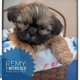 Remy - Gold male Shih Tzu puppy in Orient, Ohio from Forever Friends Shih-Tzu