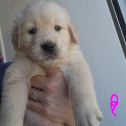 Pink - Golden female Golden Retriever puppy in Lucasville, Ohio from Halo Kennels