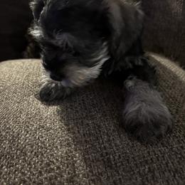 Boy 5 - male Miniature Schnauzer puppy in Osseo, Michigan from Kathy's Mini Schnazuers