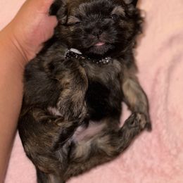 Shih Tzu Puppies from Diamond Paws LLC