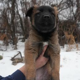 Olenna - Fawn female Belgian Malinois puppy in Baltimore, Maryland from Abenteurer German Shepherds & Belgian Malinois