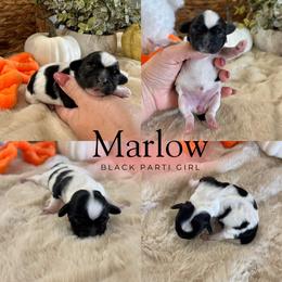 Marlow - Black and white female Cockapoo puppy in Lafayette, Louisiana from Kinkade Kennels