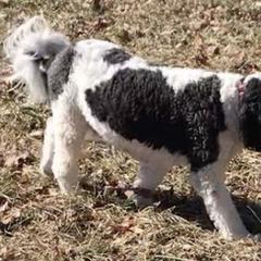 Saint Berdoodles from Double D Doodles