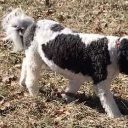 Saint Berdoodles from Double D Doodles