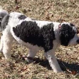 Saint Berdoodles from Double D Doodles