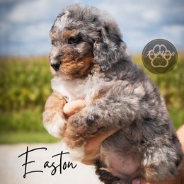 Easton - Merle male Bernedoodle puppy in Allerton, Iowa from Jewell Kennels