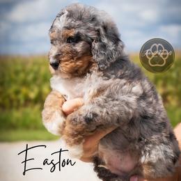 Easton - Merle male Bernedoodle puppy in Allerton, Iowa from Jewell Kennels