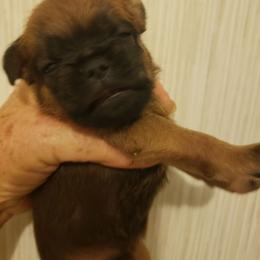 BonJovi - Belge male Brussels Griffon puppy in Nc, Florida from Brusseluv2