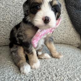 Purple - Blue merle female Bernedoodle puppy in Curtice, Ohio from The Pink Doghouse