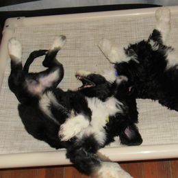 Portuguese Water Dog Puppies from Topsail PWDs
