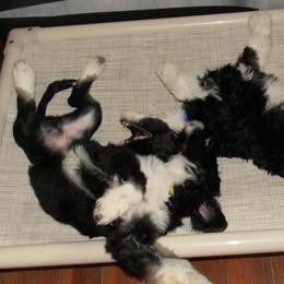 Portuguese Water Dog Puppies from Topsail PWDs