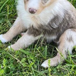 Aussiedoodles, Australian Shepherds, Miniature American Shepherds, and Poodles from Mammydoodles282