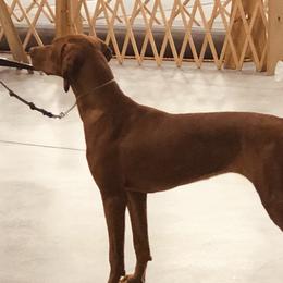 Pepper - Vizsla