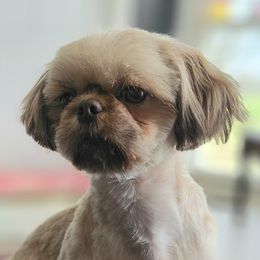 Ginger - Shih Tzu