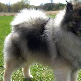 Keeshonden from Raylen Keeshond