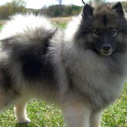 Keeshonden from Raylen Keeshond