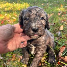 Mable - Blue merle female Bernedoodle puppy in Cherryville, North Carolina from Mercy Doodles