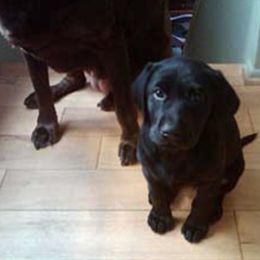 Labrador Retriever Puppies from Geronimo Labradors
