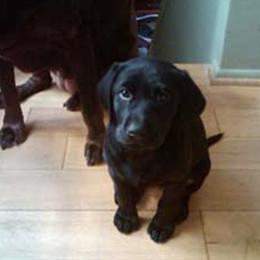 Labrador Retriever Puppies from Geronimo Labradors