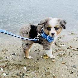 Miniature Australian Shepherd Puppies from True Spirited Aussies