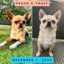 Chihuahua puppies from Brooks Grove Canines LLC