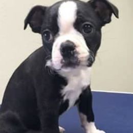 Boston Terriers from Spring Acre Bostons