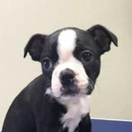 Boston Terriers from Spring Acre Bostons
