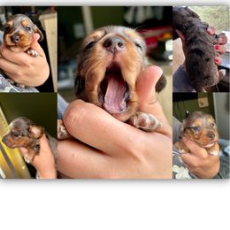 Duke - Dapple male Dachshund puppy in Brazil, Indiana from King Duke Dachshunds