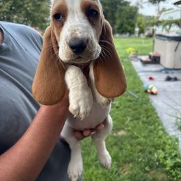 Basset Hound Puppies from Tia Blystone