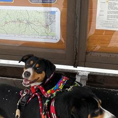 Entlebucher Mountain Dogs from Swiss Stock Entlebuchers