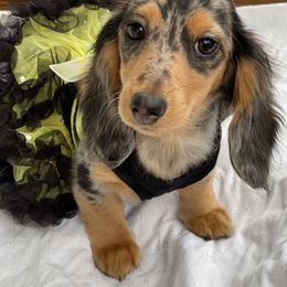 Dachshund Puppies from STORIED DOXIES