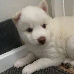 Unique - Red and white female Pomsky puppy in Sacramento, California from 916 Pomskies