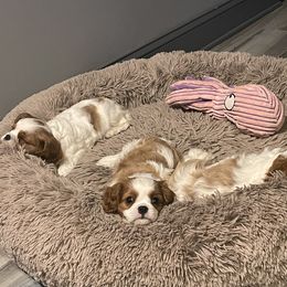 Cavalier King Charles Spaniel Puppies from Buck Creek