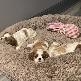 Cavalier King Charles Spaniel Puppies from Buck Creek