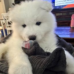 Boy 1 - Samoyed puppy in Tampa, Florida from Icecrown Samoyeds