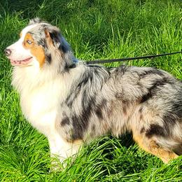 Kirby - Australian Shepherd