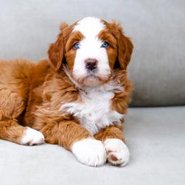 Aussiedoodle, Australian Mountain Doodle, and Bernedoodle Puppies from Cottonwood Creek Doodles