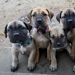 Boerboel Puppies from BoHo Boerboels