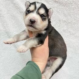 Harley - Black tan and white male Siberian Husky puppy in Lunenburg, Vermont from SNOW WOOLY HUSKY