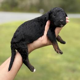 Wanda ( Scarlet Witch) - Phantom female Poodle puppy in Spring Hill, Florida from Lecanto Puppy