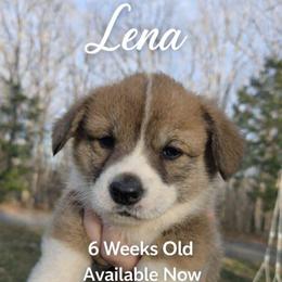 Lena - Red and white female American Corgi puppy in Centerville, Tennessee from Katerina's American Corgis