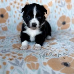 Loki - Black tri male Toy Australian Shepherd puppy in Liberty Hill, Texas from Pistol Paws Aussies
